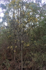 Acacia riceana