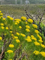 Athanasiinae