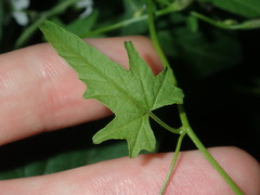 Convolvulus erubescens