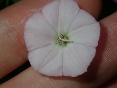 Convolvulus erubescens