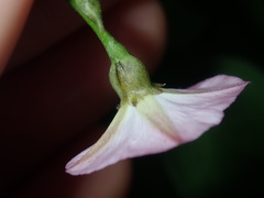 Convolvulus erubescens