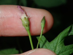 Convolvulus erubescens