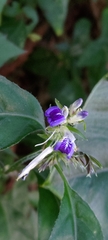 Rungia taiwanensis