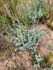 Cliffortia carinata