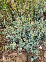 Cliffortia carinata
