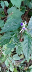 Rungia taiwanensis
