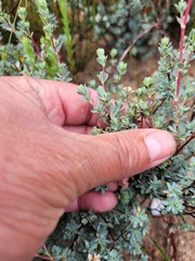 Cliffortia carinata