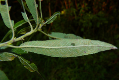 Salix sericea