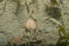 Heteropsammia cochlea