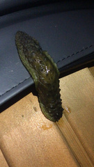 Athoracophorus papillatus