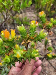 Aspalathus cordata