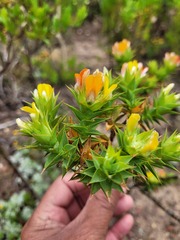 Aspalathus cordata