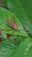 Pseudomictis obtusispinus