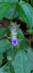Rungia taiwanensis