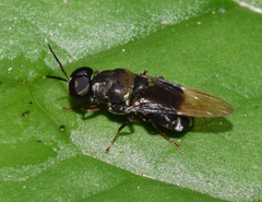 Isomerocera quadrilineata
