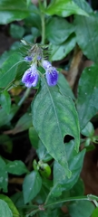 Rungia taiwanensis