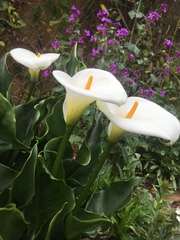 Zantedeschia