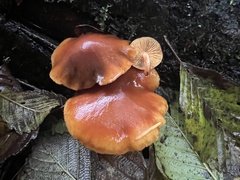 Gymnopilus liquiritiae