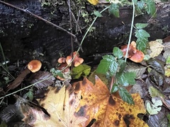 Gymnopilus liquiritiae