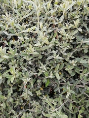 Buddleja saligna