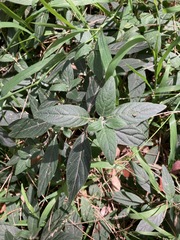 Ruellia squarrosa