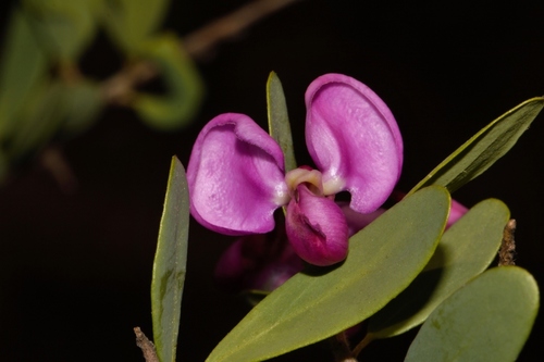 Violet tree (Securidaca longepedunculata)