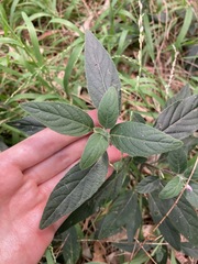 Ruellia squarrosa