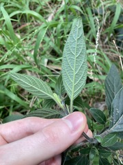 Ruellia squarrosa