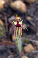 Caladenia rhomboidiformis