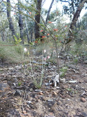 Chrysocephalum baxteri