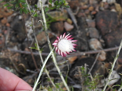 Chrysocephalum baxteri