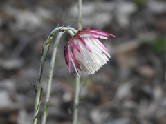 Chrysocephalum baxteri
