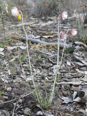 Chrysocephalum baxteri