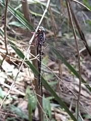 Austroaeschna parvistigma
