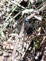 Austroaeschna parvistigma