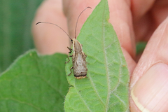 Ancylotropis waterhousei