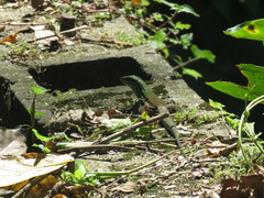 Ameiva atrigularis