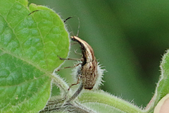 Ancylotropis waterhousei