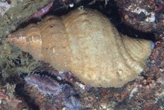 Lugubrilaria lugubris