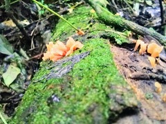 Guepinia helvelloides