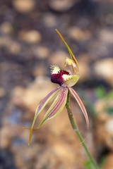 Caladenia rhomboidiformis