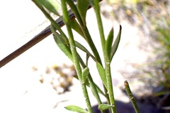 Comesperma calymega