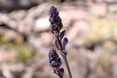 Comesperma calymega