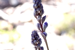 Comesperma calymega