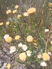 Chrysocoma esterhuyseniae