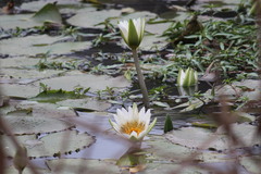 Nymphaea lotus