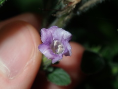 Ruellia squarrosa
