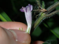 Ruellia squarrosa