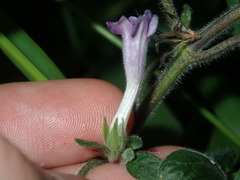 Ruellia squarrosa