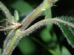 Ruellia squarrosa